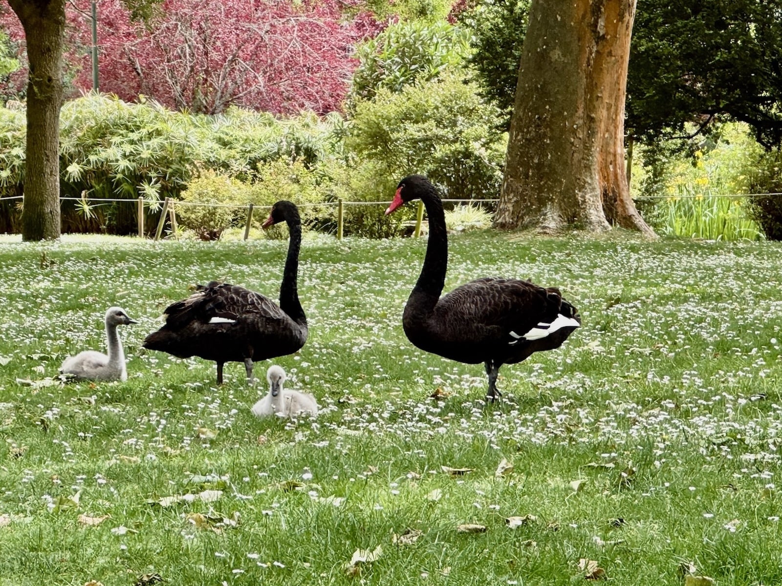Schwarze Schwanenfamilie